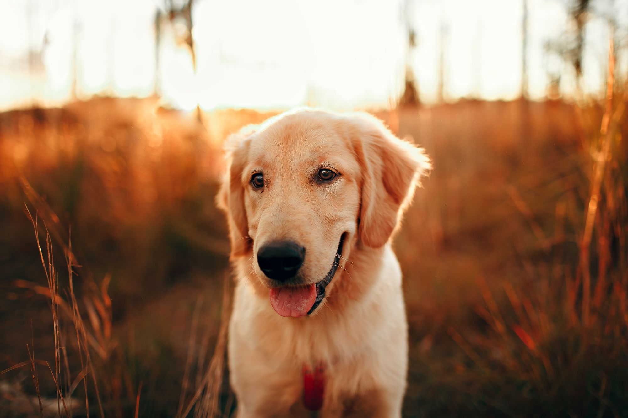 A beloved dog enjoying the outdoors